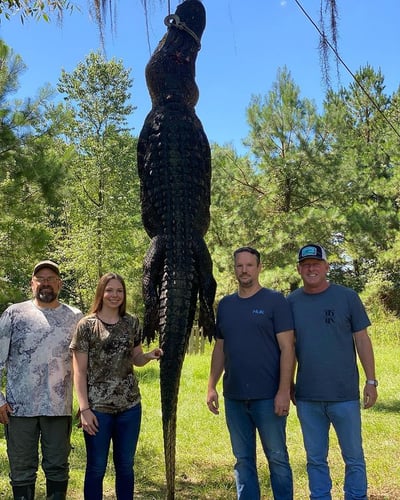 Trophy Gator In Clermont
