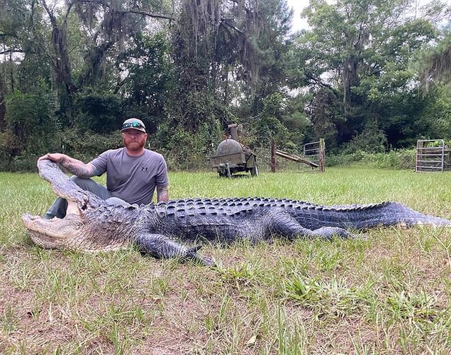 Trophy Gator In Clermont