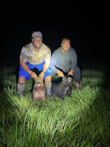 Do It Yourself Hog Hunts In Okeechobee