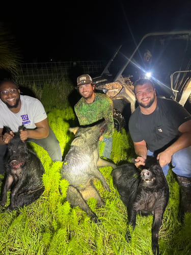 Do It Yourself Hog Hunts In Okeechobee