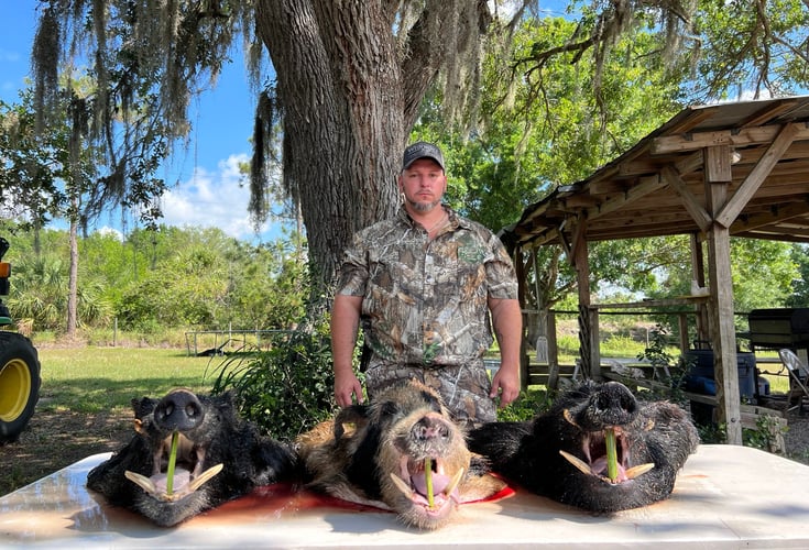 Do It Yourself Hog Hunts In Okeechobee