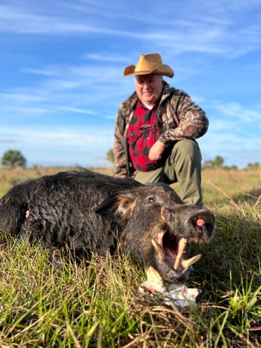 Do It Yourself Hog Hunts In Okeechobee