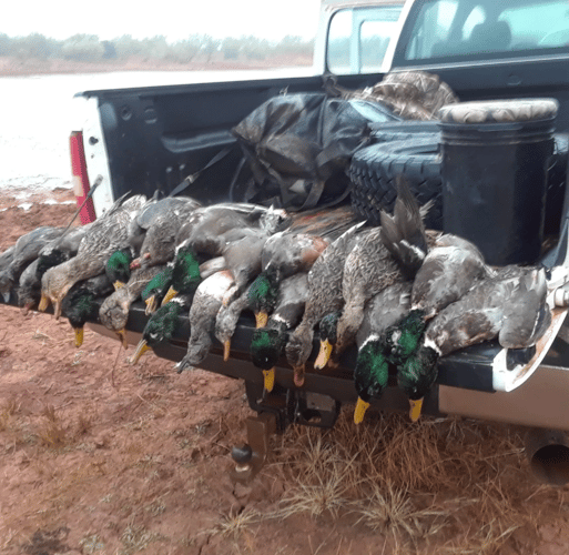 Texas Duck Smack In Abilene