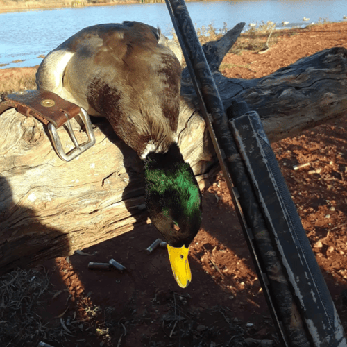 Texas Duck Smack In Abilene