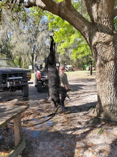 Wild Boar Hunting Adventure In Green Pond