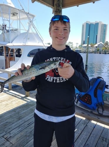 Alabama Shark Slam In Orange Beach