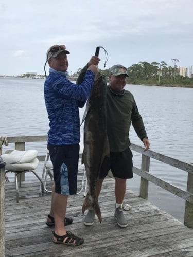 Alabama Shark Slam In Orange Beach