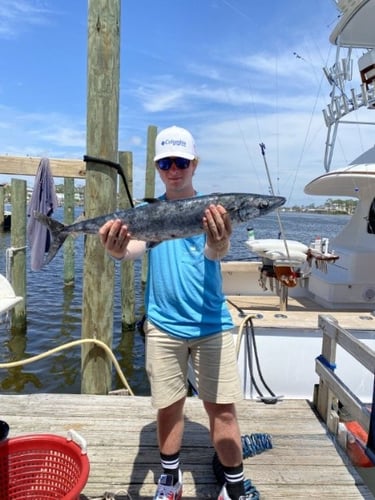 Alabama Shark Slam In Orange Beach