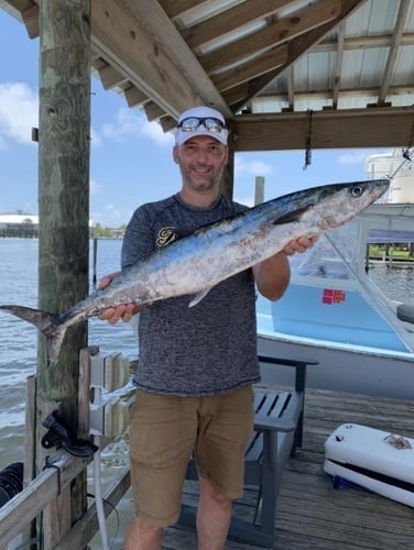 Alabama Shark Slam In Orange Beach