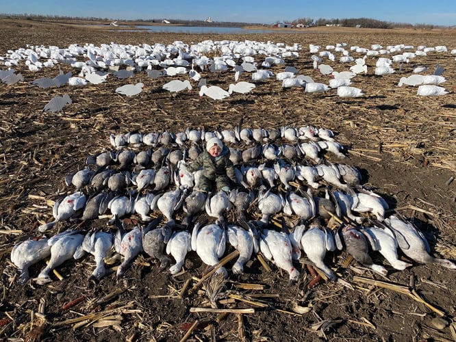 Saskatechwan Waterfowl Whack In Saskatoon
