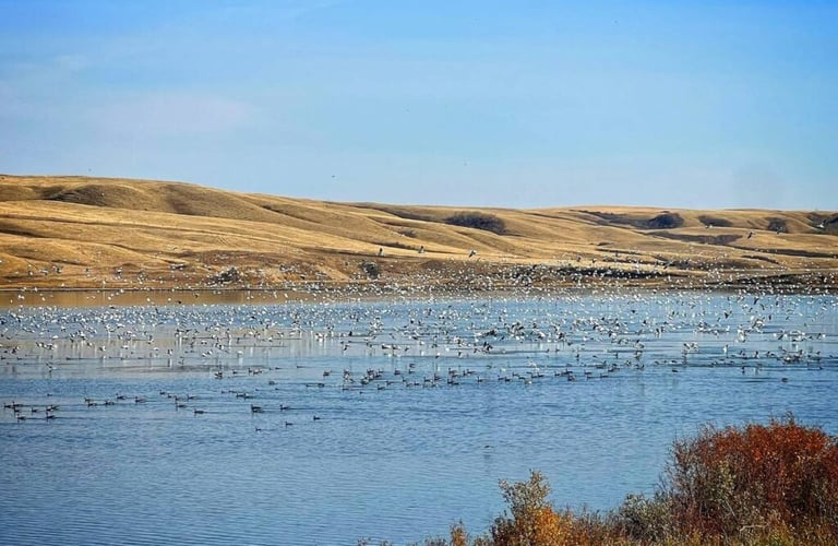 Saskatechwan Waterfowl Whack In Saskatoon