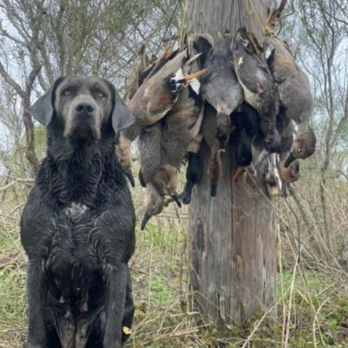 Panhandle Duck Hunts In Fort Walton Beach