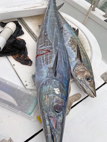 10 Hour Trolling/Bottom Fishing in Orange Beach