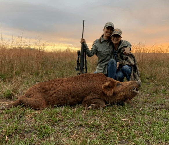 Okeechobee Hog Harvest In Okeechobee