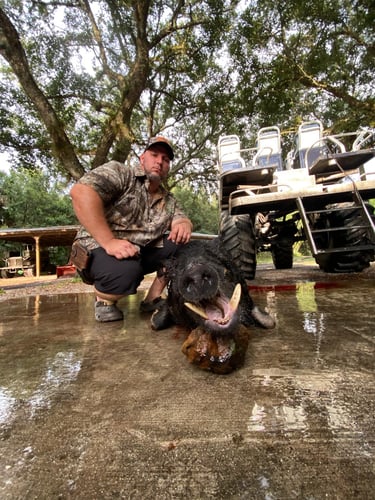 Okeechobee Hog Harvest With Lodging In Okeechobee