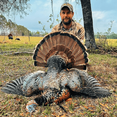 Takin' Down Turkeys In FL! In Lakeland