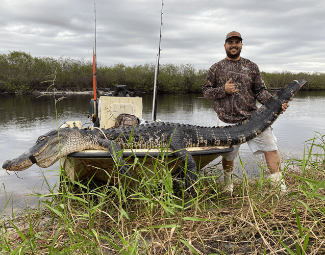 Okeechobee Alligator: 7’-7’11" In Okeechobee