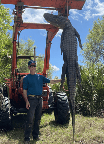 Okeechobee Alligator: 9’-9’11" In Okeechobee