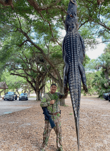 Okeechobee Alligator: 7’-7’11" In Okeechobee