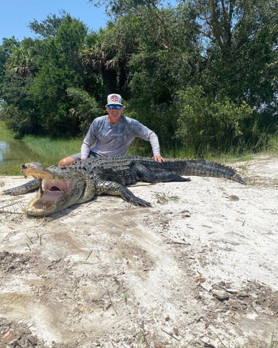 Okeechobee Alligator: 5-5’11" In Okeechobee