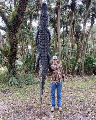 Okeechobee Alligator: 5-5’11" In Okeechobee