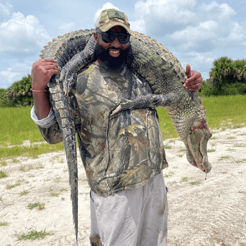 Okeechobee Alligator: 6’-6’11" In Okeechobee