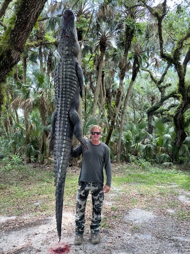 Okeechobee Alligator: 6’-6’11" In Okeechobee