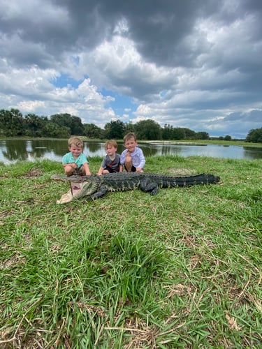 Okeechobee Alligator: 7’-7’11" In Okeechobee