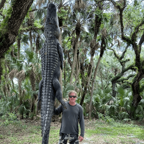 Okeechobee Alligator: 8’-8’11" In Okeechobee