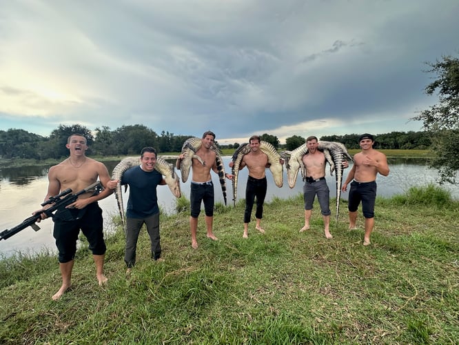 Okeechobee Alligator: 10’-10’11" In Okeechobee