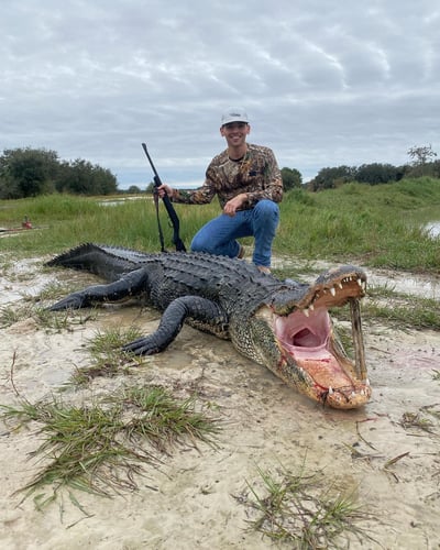 Okeechobee Alligator: 8’-8’11" In Okeechobee