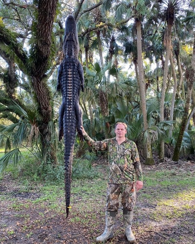 Okeechobee Alligator: 10’-10’11" In Okeechobee