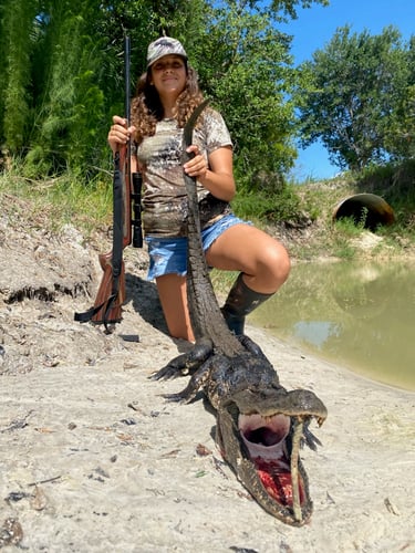 Okeechobee Alligator: 10’-10’11" In Okeechobee