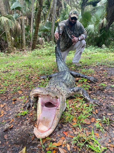 Okeechobee Alligator: 10’-10’11" In Okeechobee