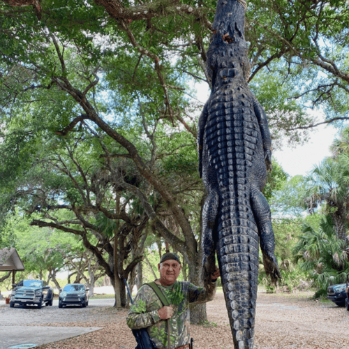 Okeechobee Alligator: 10’-10’11" In Okeechobee