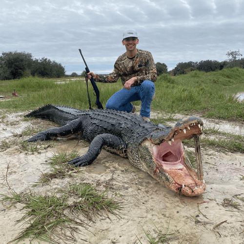 Okeechobee Alligator: 13’-13’11" In Okeechobee