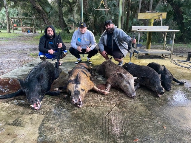 Okeechobee Hog Harvest In Okeechobee