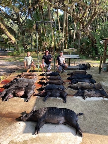 Okeechobee Hog Harvest In Okeechobee