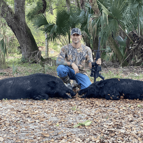 Okeechobee Trophy Hog Harvest In Okeechobee