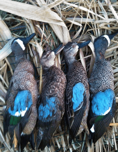 South Florida Duck Hunt Thriller In Okeechobee