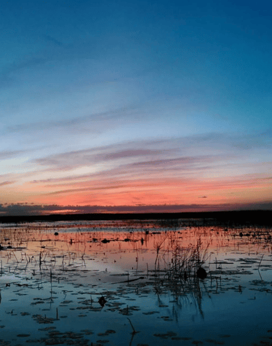 South Florida Duck Hunt Thriller In Okeechobee