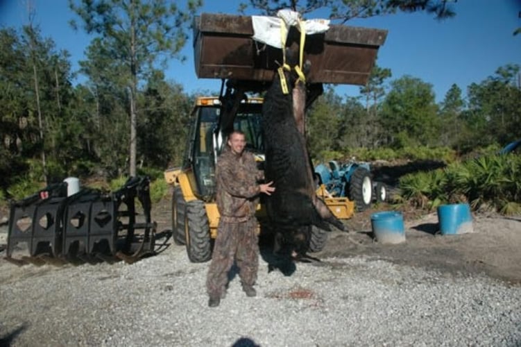 Florida Hog Smack! In Zolfo Springs