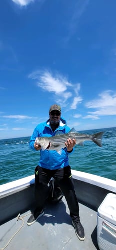 Cape Cod Striped Bass Blitz In Barnstable