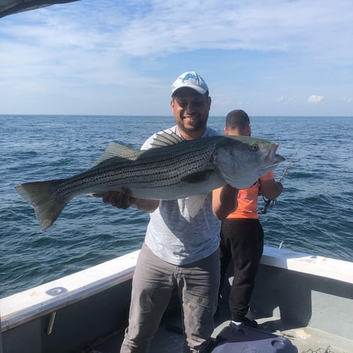 Cape Cod Striped Bass Blitz In Barnstable