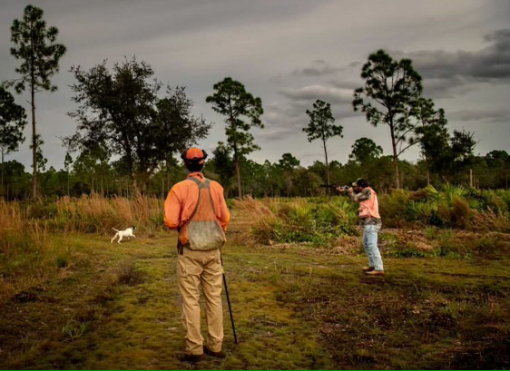 Bobwhite Quail Hunting Adventure In Venus