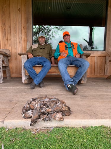 Bobwhite Quail Hunting Adventure In Venus