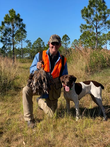 Bobwhite Quail Hunting Adventure In Venus