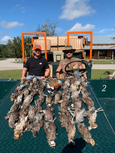 Bobwhite Quail Hunting Adventure In Venus