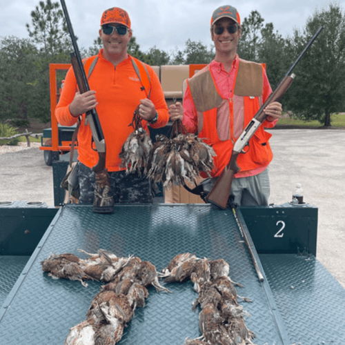 Bobwhite Quail Hunting Adventure In Venus