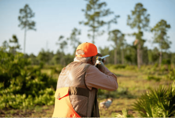 Bobwhite Quail Hunting Adventure In Venus